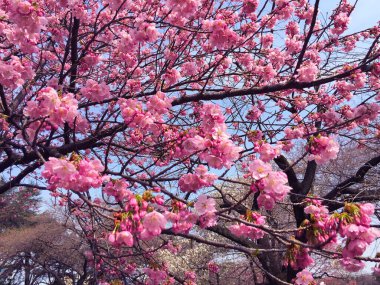 Tokyo, Japonya 'da kiraz çiçekleri açıyor.
