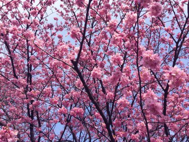 Tokyo, Japonya 'da kiraz çiçekleri açıyor.