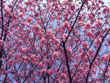 Tokyo, Japonya 'da kiraz çiçekleri açıyor.