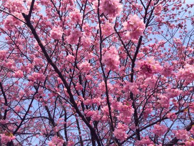 Tokyo, Japonya 'da kiraz çiçekleri açıyor.