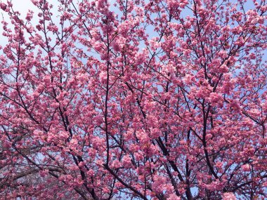 Tokyo, Japonya 'da kiraz çiçekleri açıyor.