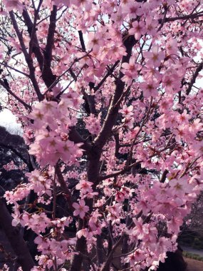 Tokyo, Japonya 'da kiraz çiçekleri açıyor.