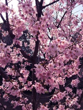 Tokyo, Japonya 'da kiraz çiçekleri açıyor.