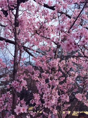 Tokyo, Japonya 'da kiraz çiçekleri açıyor.