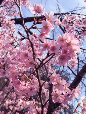 Tokyo, Japonya 'da kiraz çiçekleri açıyor.
