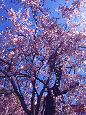 Tokyo, Japonya 'da kiraz çiçekleri açıyor.