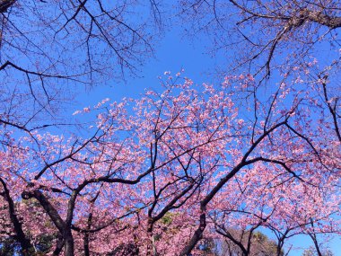 Tokyo, Japonya 'da kiraz çiçekleri açıyor.
