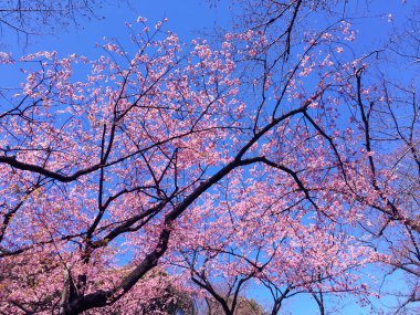 Tokyo, Japonya 'da kiraz çiçekleri açıyor.