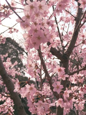 Tokyo, Japonya 'da kiraz çiçekleri açıyor.