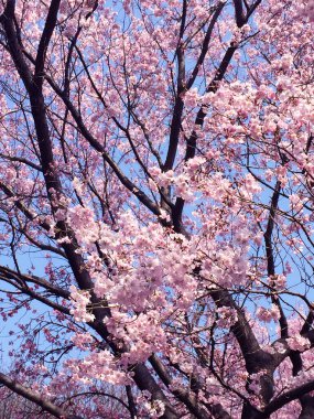 Tokyo, Japonya 'da kiraz çiçekleri açıyor.