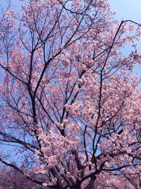 Tokyo, Japonya 'da kiraz çiçekleri açıyor.