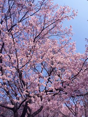 Tokyo, Japonya 'da kiraz çiçekleri açıyor.