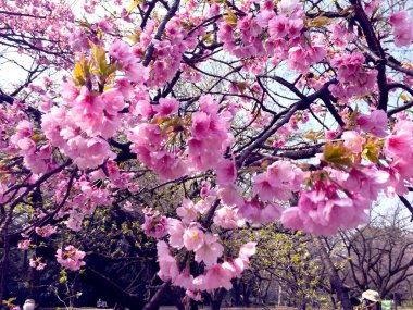 Tokyo, Japonya 'da kiraz çiçekleri açıyor.
