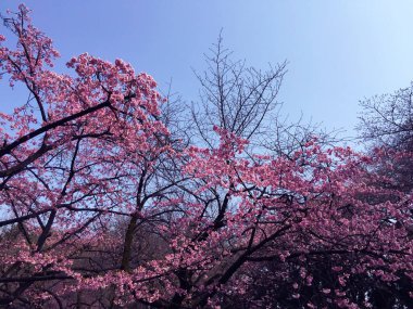 Tokyo, Japonya 'da kiraz çiçekleri açıyor.