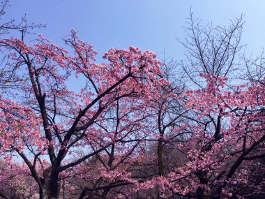 Tokyo, Japonya 'da kiraz çiçekleri açıyor.