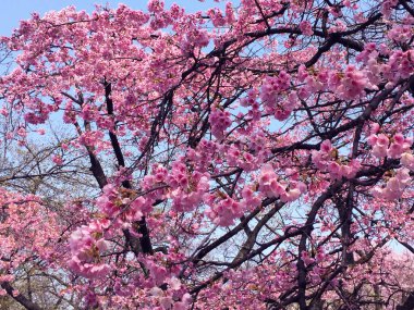 Tokyo, Japonya 'da kiraz çiçekleri açıyor.