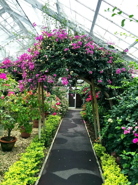 Ścieżka Ogrodzie Hakone Gora Park Japonia — Zdjęcie stockowe