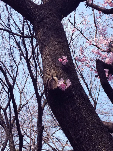 Kwiat Wiśni Sakura Kwitnący Tokio Japonia — Zdjęcie stockowe