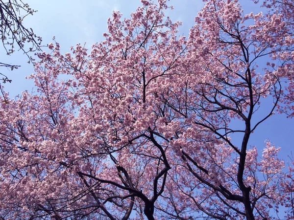 Sakura Cherry Blossom Blooming Tokyo Japan — Stock Photo, Image