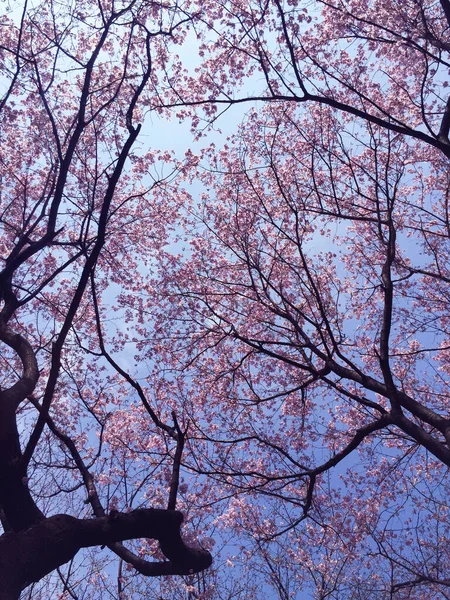 Tokyo, Japonya 'da kiraz çiçekleri açıyor.