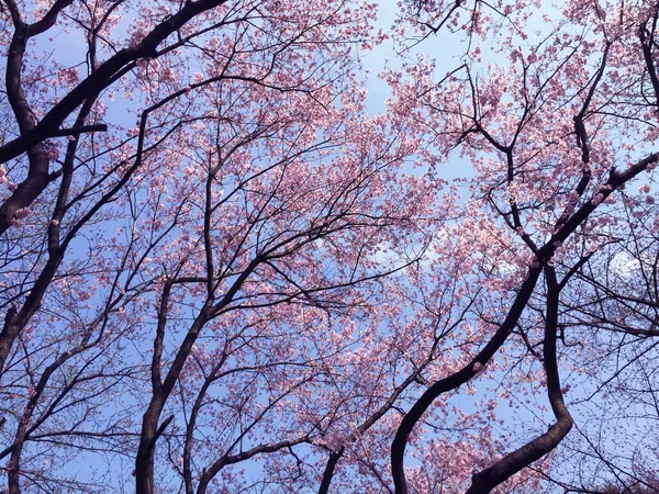Цветение Сакуры Токио Япония — стоковое фото