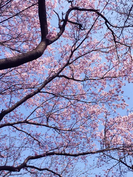 Sakura Flor Cerezo Floreciendo Tokio Japón —  Fotos de Stock