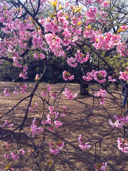 Kwiat Wiśni Sakura Kwitnący Tokio Japonia — Zdjęcie stockowe