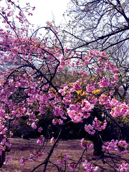 Sakura Cherry Blossom Blooming Tokyo Japan — Stock Photo, Image
