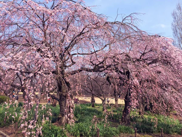 Tokyo, Japonya 'da kiraz çiçekleri açıyor.
