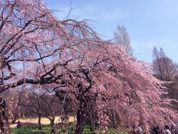 Szakura Cseresznyevirág Virágzás Tokióban Japánban — Stock Fotó