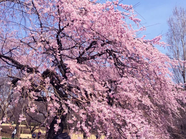 Tokyo, Japonya 'da kiraz çiçekleri açıyor.