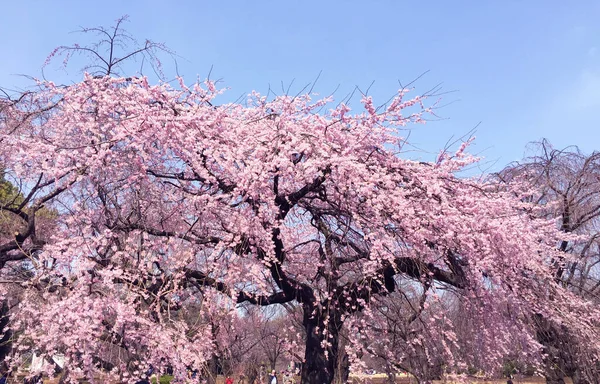 Fioritura Dei Ciliegi Sakura Tokyo Giappone — Foto Stock