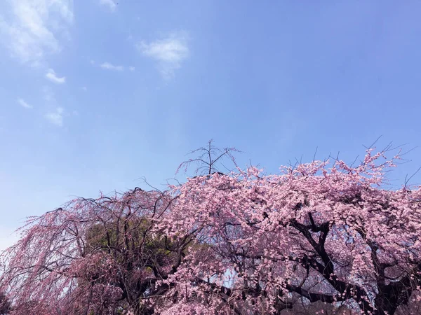 Szakura Cseresznyevirág Virágzás Tokióban Japánban — Stock Fotó