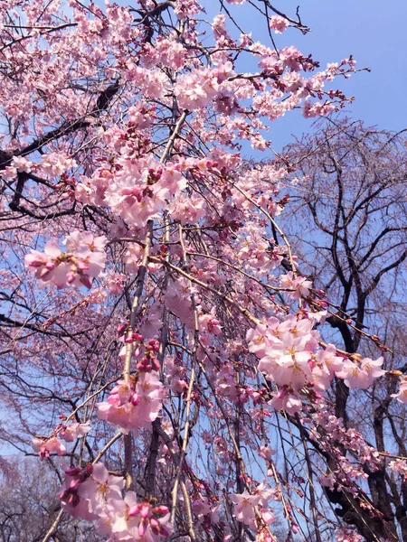 Sakura Kirschblüte Blüht Tokio Japan — Stockfoto