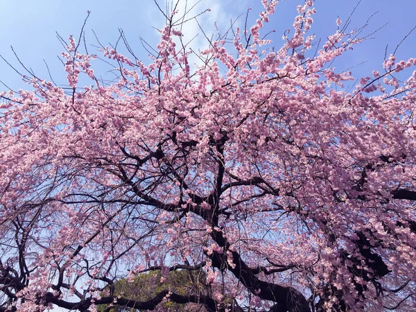 Tokyo, Japonya 'da kiraz çiçekleri açıyor.