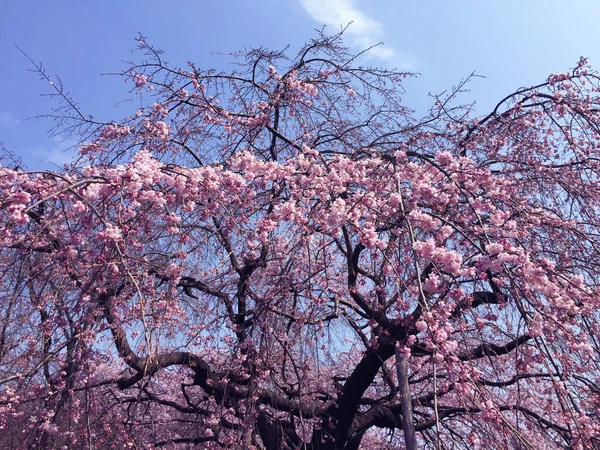 Sakura Kersenbloesem Tokio Japan — Stockfoto