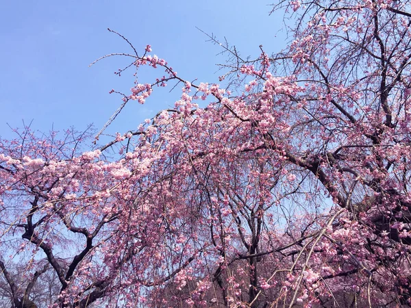 Sakura Flor Cerezo Floreciendo Tokio Japón — Foto de Stock