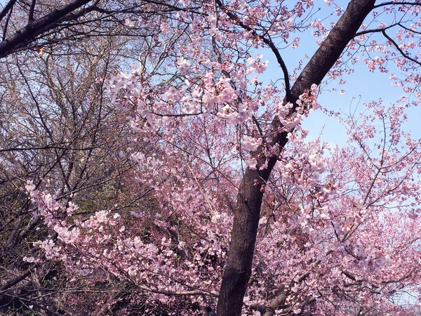 Sakura Kersenbloesem Tokio Japan — Stockfoto