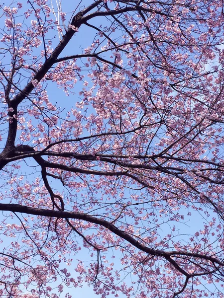 Tokyo, Japonya 'da kiraz çiçekleri açıyor.