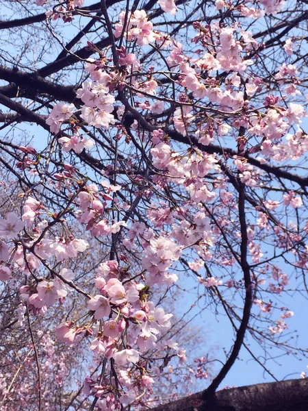 Kwiat Wiśni Sakura Kwitnący Tokio Japonia — Zdjęcie stockowe