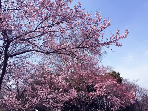 Kwiat Wiśni Sakura Kwitnący Tokio Japonia — Zdjęcie stockowe