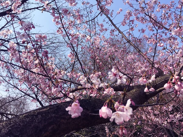 Sakura Kersenbloesem Tokio Japan — Stockfoto