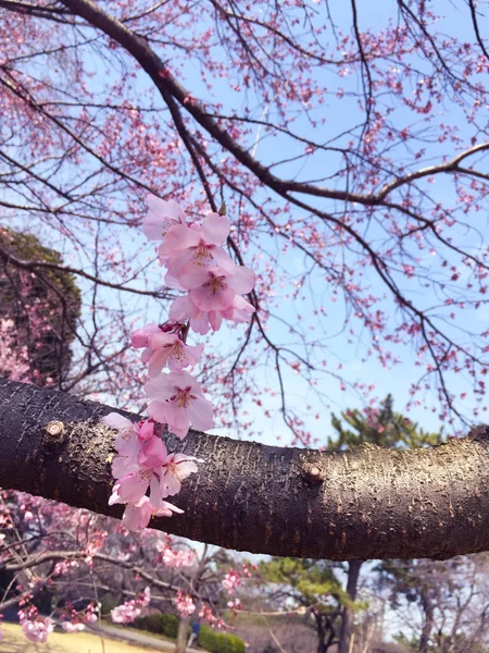 Flor Cereja Sakura Florescendo Tóquio Japão — Fotografia de Stock