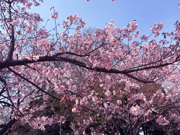 Tokyo, Japonya 'da kiraz çiçekleri açıyor.