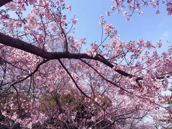 Tokyo, Japonya 'da kiraz çiçekleri açıyor.
