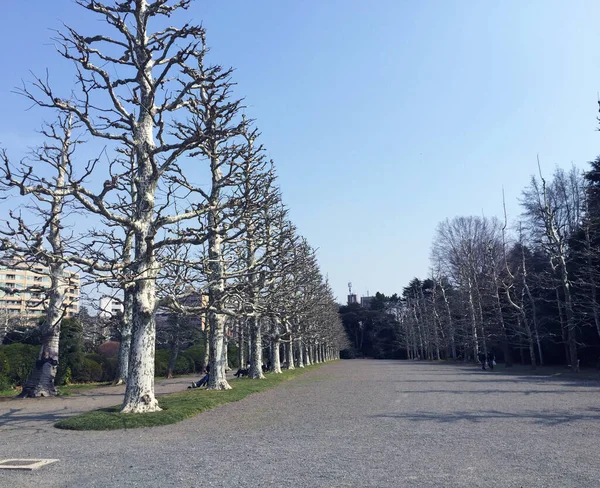 Árboles Shinjuku Gyoen National Garden Japón — Foto de Stock
