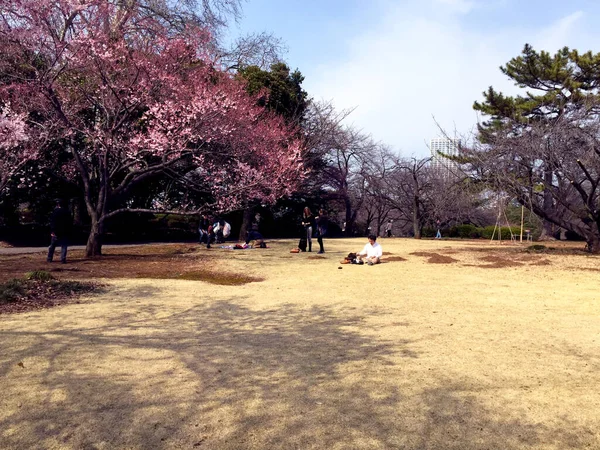 Sakura Flor Cerezo Floreciendo Tokio Japón — Foto de Stock