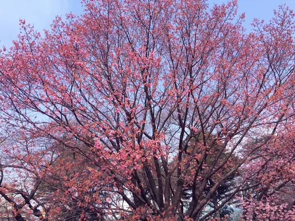 Flor Cereja Sakura Florescendo Tóquio Japão — Fotografia de Stock