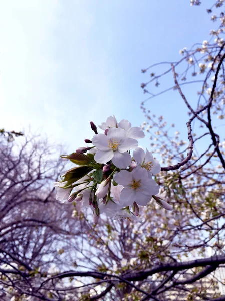 日本东京盛开的樱花 — 图库照片