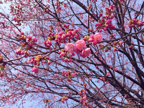 Tokyo, Japonya 'da kiraz çiçekleri açıyor.
